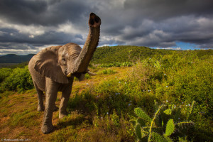 Wildlife-South-Africa-21-XL
