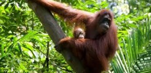 borneo2