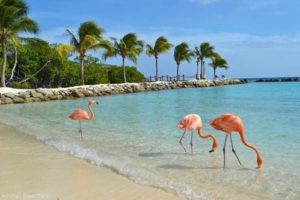 aruba1111